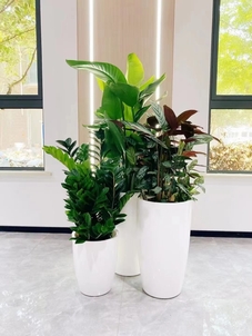 镇海绿植出租服务好><div class=